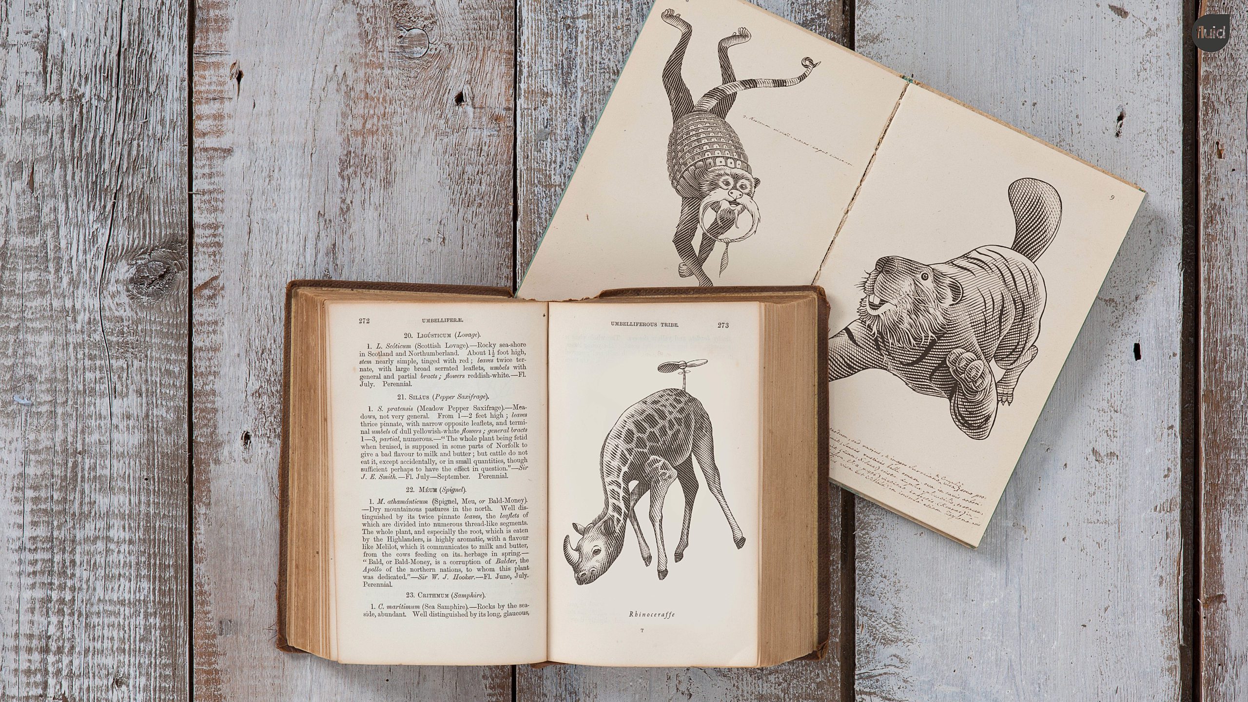 Vintage books open to illustrations of exotic make-believe animals.