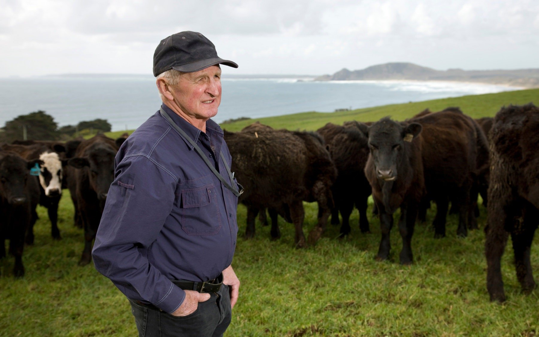 Older farmer overlooking his cows on green field with ocean in distant background.